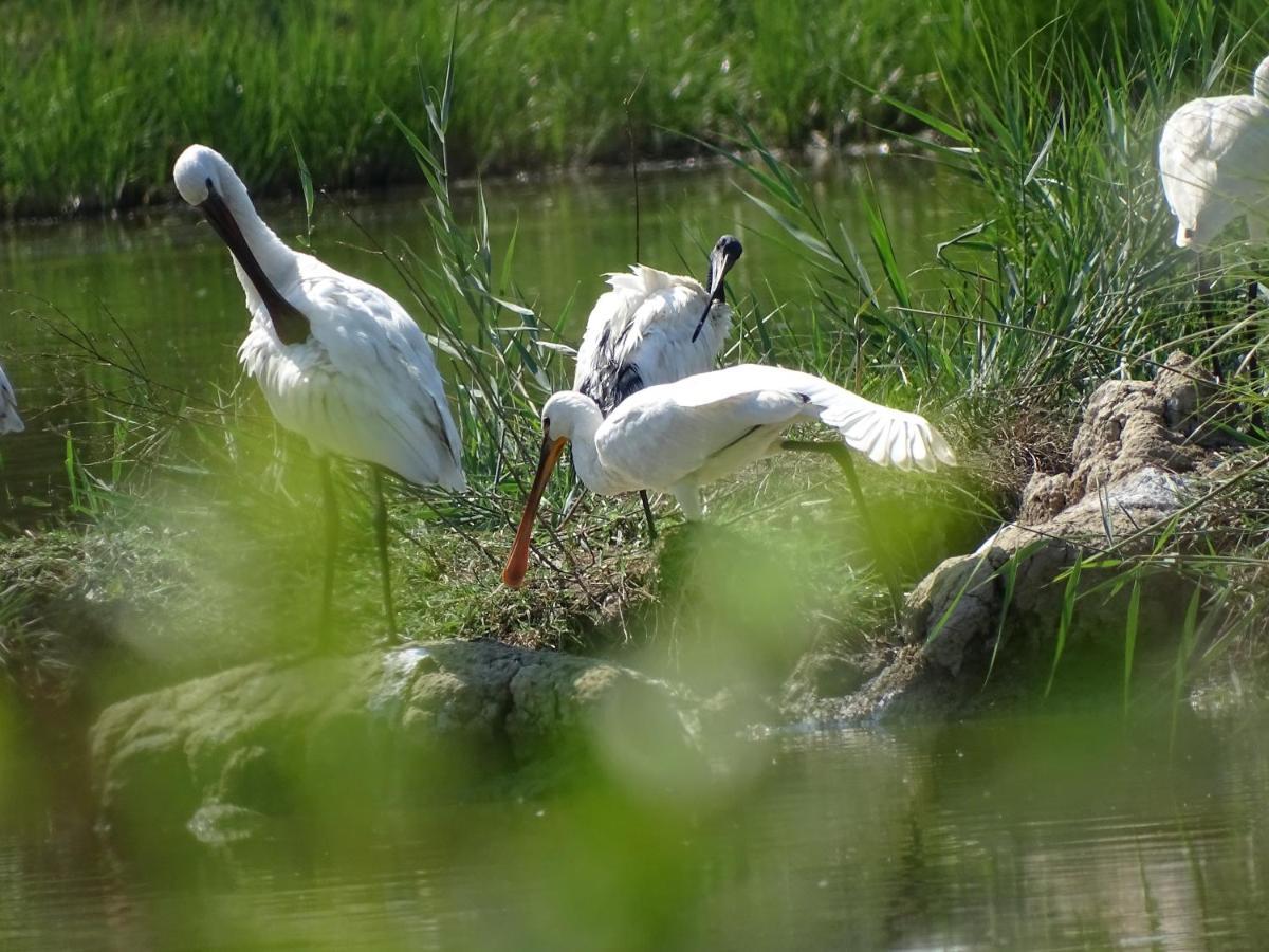 Agriturismo Venice Photobirding Tessera Eksteriør bilde